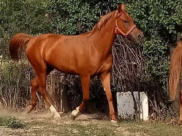 Yegua, Arabian horse