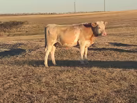 Bulle, Simmental cattle — Foto 2