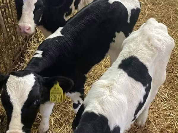 Бик, Russian Black pied cattle