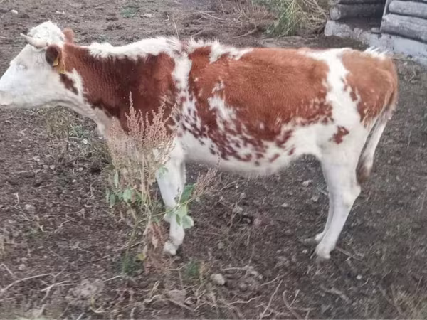 Kuh, Simmental cattle