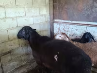 Schaf, Hissar sheep — Foto 2