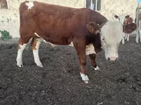 ثور, Simmental cattle — الصورة 5