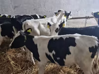 ثور, Russian Black pied cattle — الصورة 2