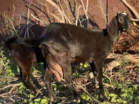 Cabra, Nubian Goat — foto 3