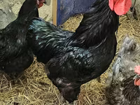 Brahma — Foto 7