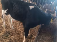 Bulle, Simmental cattle — Foto 6