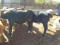 İribuynuzlu mal-qara (partiya, cinsi göstərilməyib), Swiss cattle — foto 5