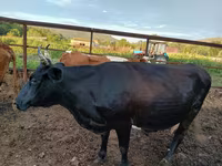 بقرة, Simmental cattle — الصورة 7