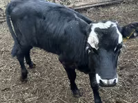 Kuh, Russian Black pied cattle — Foto 1