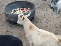 عنزة, Kamori goats — الصورة 4
