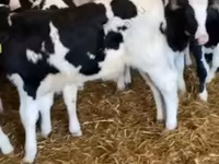 Vaca, Aberdeen-Angus — foto 4
