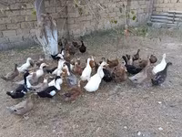 Deutscher Pekin — Foto 5