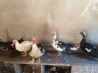 Hausente — Foto 1
