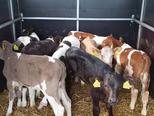 ثور, Simmental cattle