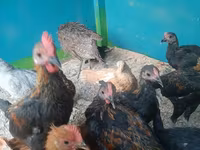 Chickens — Foto 1