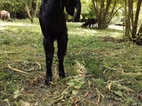 Cabras (lote, sexo no especificado), Cabras — foto 1