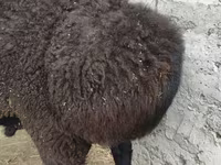 Qoʻchqor, Hissar sheep — 2-rasm