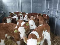 Бұқа, Simmental cattle — 5-сурет