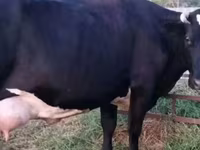 Cow, Holstein breed — photo 5