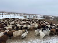 İnək, Simmental cattle — foto 4