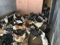 Chickens — foto 1