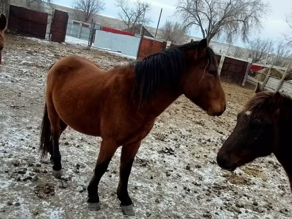 Конь, Казахская лошадь