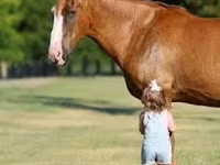 حصان, Quarter Horse — الصورة 5