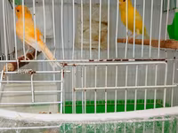 Buqiymete quşlar az az tapılır kök renginde erkek limon renginde maya — Foto 2