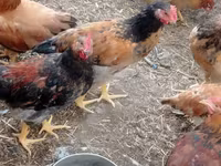 Chickens — Foto 5