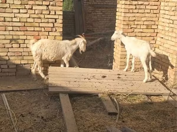 تيس, الماعز
