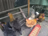Chickens — 3-сурет