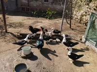 Ducks — الصورة 2
