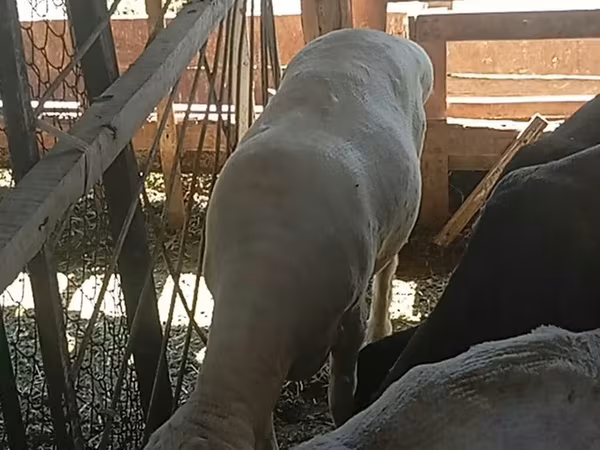 Carnero, Merino sheep