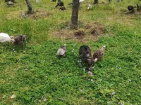 Turkeys — 2-rasm