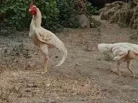 Chickens — फ़ोटो 4