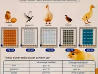 Tam avtomatik inkubator / su və yem qabı daxil./Göy-1əd.yaşıl 1əd — फ़ोटो 3