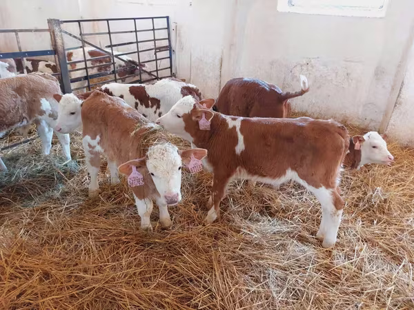 Бұқа, Simmental cattle