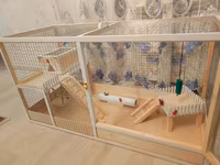 Dovşan,hamster,şinşila,bildirçin,cücə,xamyak,pişik,quş ve s kimi ev — 4-сурет