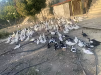 Geese — फ़ोटो 1