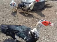 Ducks — Foto 1