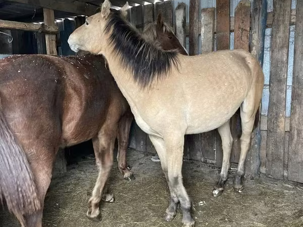 Hengst, Horse breed