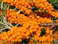 Ягода облепиха — الصورة 7