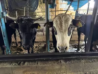 Bulle, Simmental cattle — Foto 3