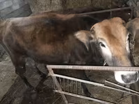 ВРХ (партія, стать не вказано), Велика рогата худоба — фото 5