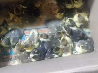 Ducks — फ़ोटो 2