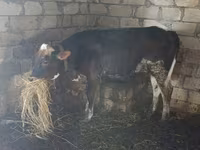 Cow, Russian Black pied cattle — photo 3