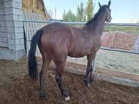 Бие, Kazakh horse — 5-сурет