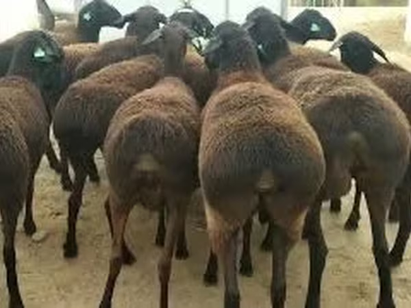 公羊, Sheep