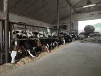 ثور, Russian Black pied cattle — الصورة 2