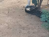 pato criollo doméstico — foto 1